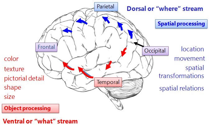 Brain