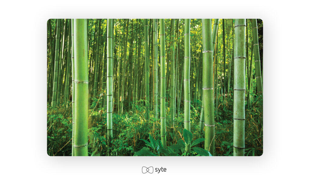 A photo of a bamboo forest.