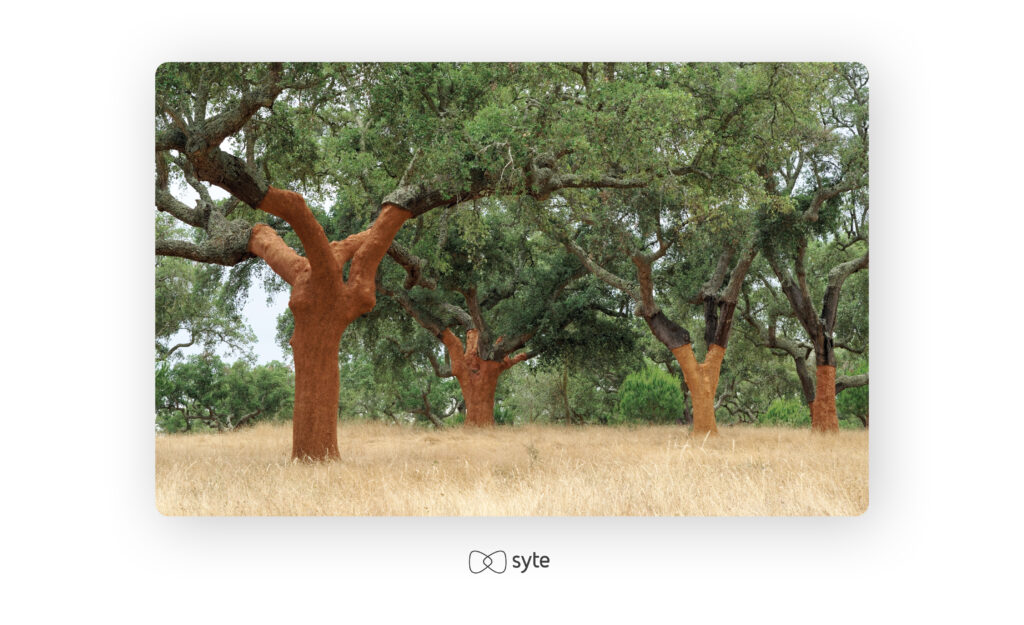 A recently harvested cork tree.